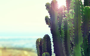 cactus photography wall art canvas print seaside image 