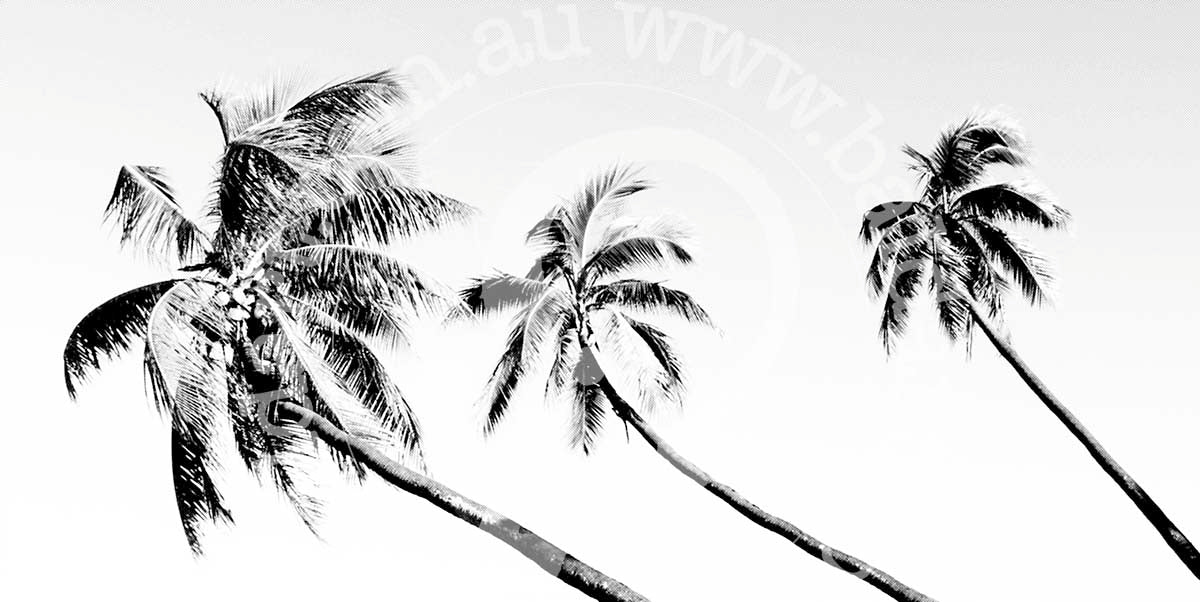 A black and white image of palm trees against a light background, with a watermark/signature in the top right corner.