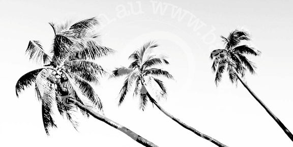 A black and white image of palm trees against a light background, with a watermark/signature in the top right corner.