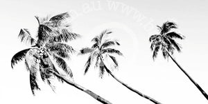 palm tree canvas wall art by andy baker of bald art